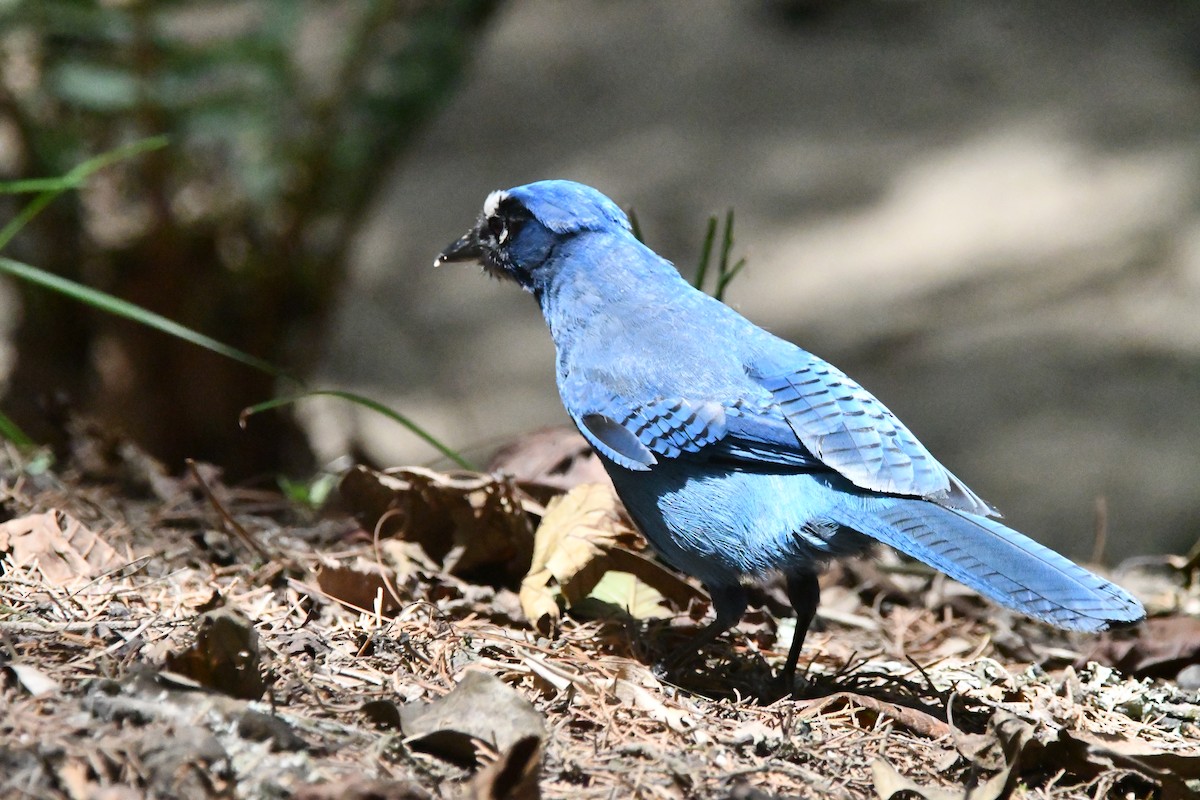 Steller's Jay - Jessy Lopez Herra