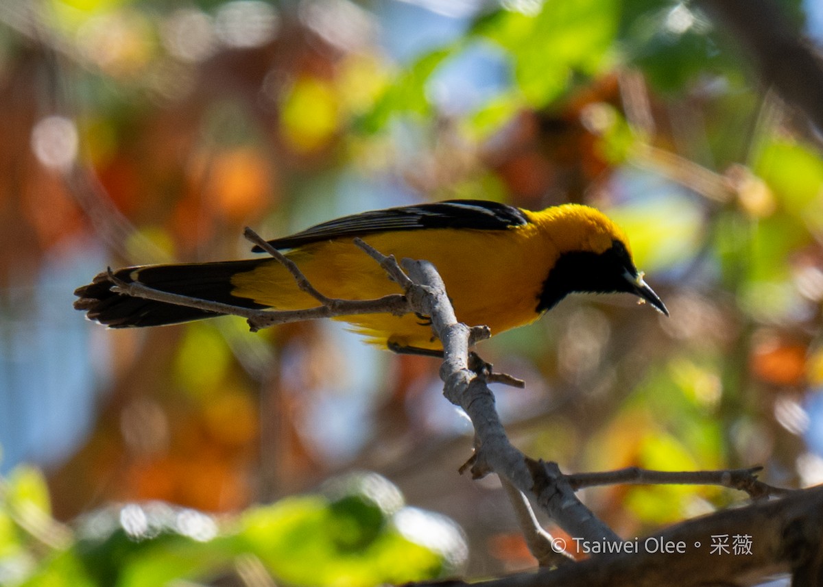 Hooded Oriole - Tsaiwei Olee