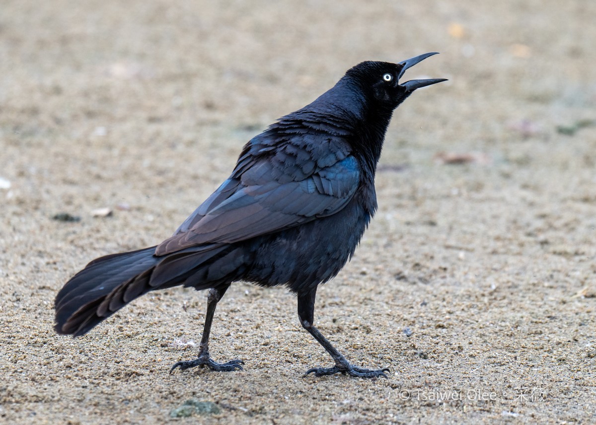 Great-tailed Grackle - Tsaiwei Olee