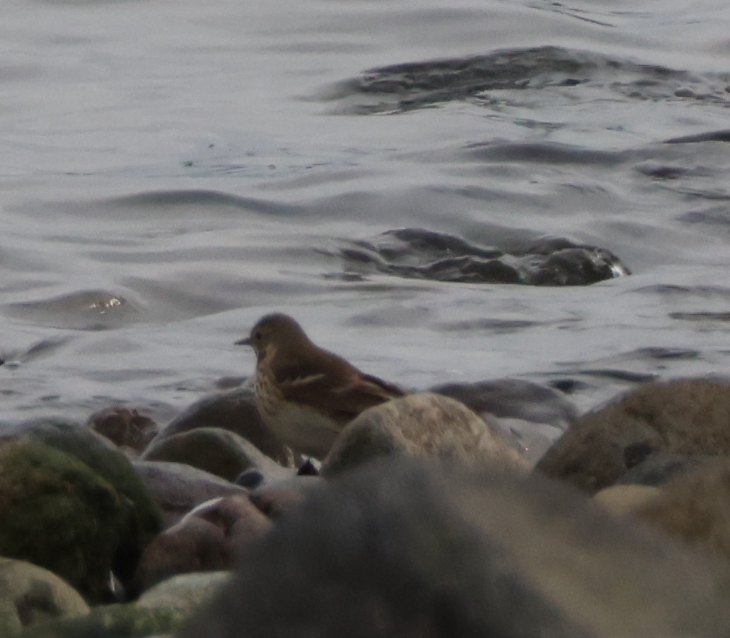 Olive-backed Pipit - ML619252671