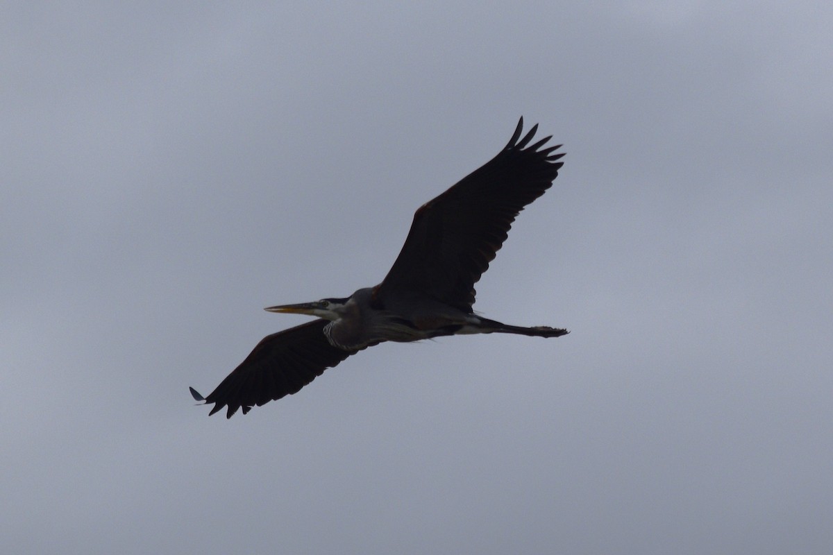 Great Blue Heron - ML619252682