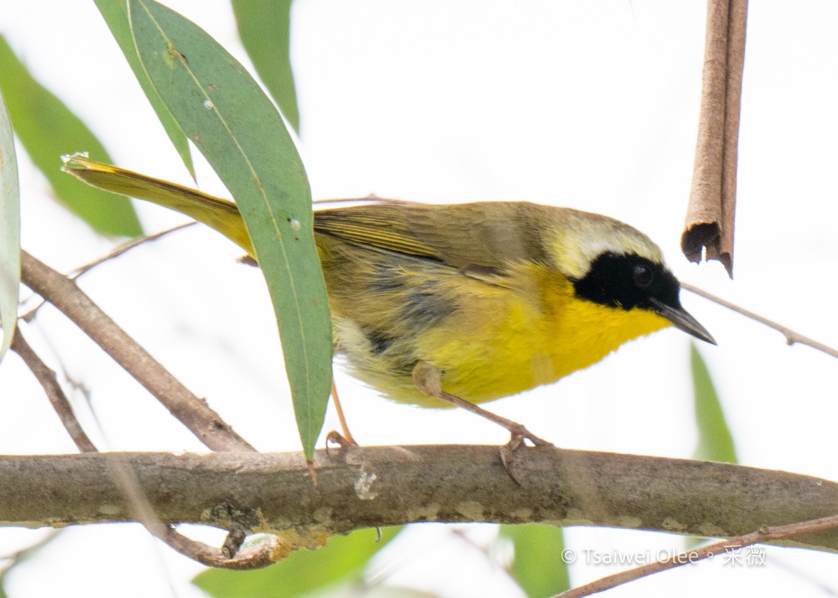 Common Yellowthroat - Tsaiwei Olee