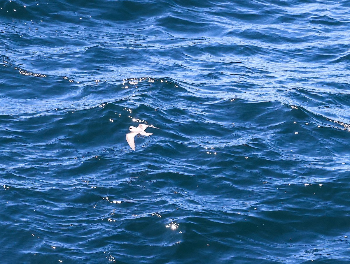 Fork-tailed Storm-Petrel - Pam Rasmussen