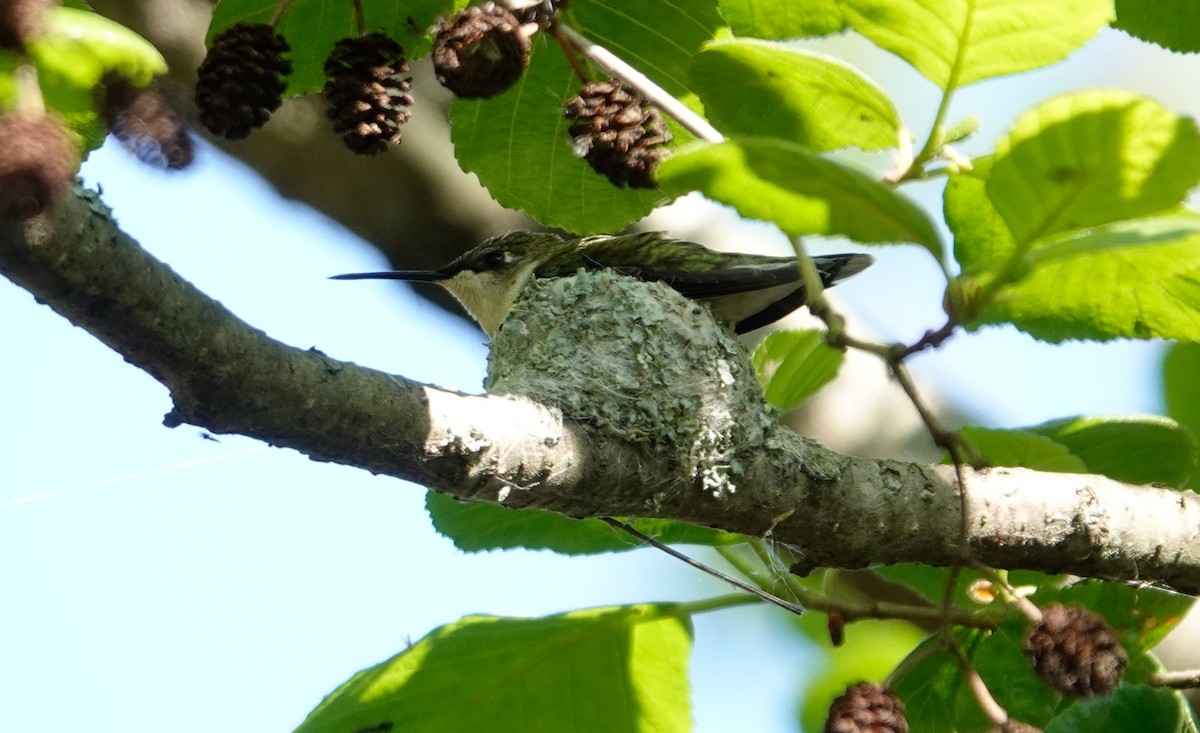 Ruby-throated Hummingbird - Paul Prior