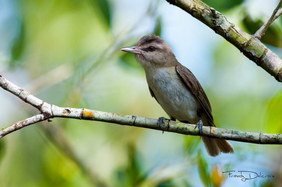 Black-whiskered Vireo - Frantz Delcroix (Duzont)