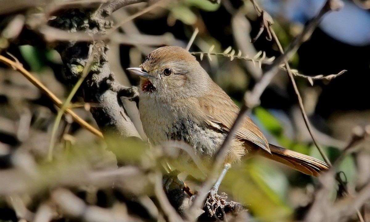 Short-billed Canastero - ML619252712