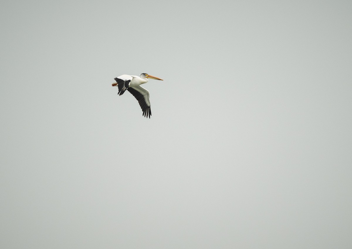 American White Pelican - Michael Hochstetler