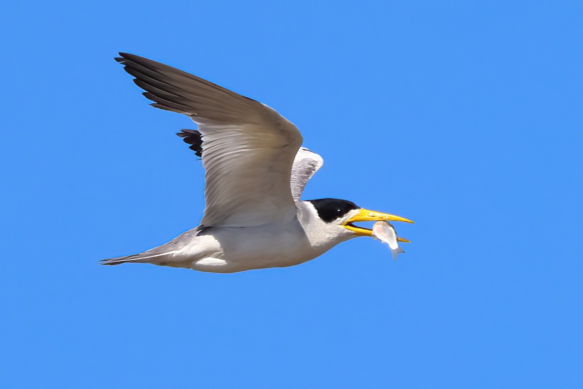 Large-billed Tern - Fabio Landmeier