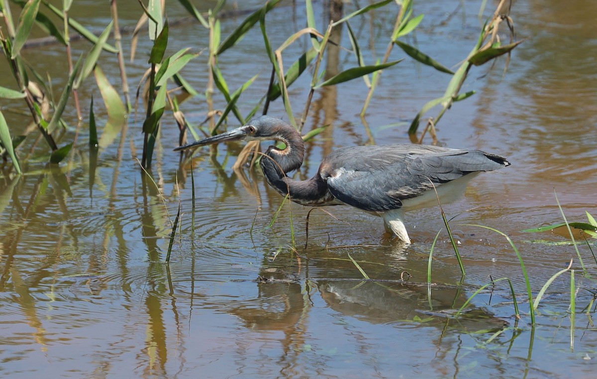 Tricolored Heron - Margareta Wieser