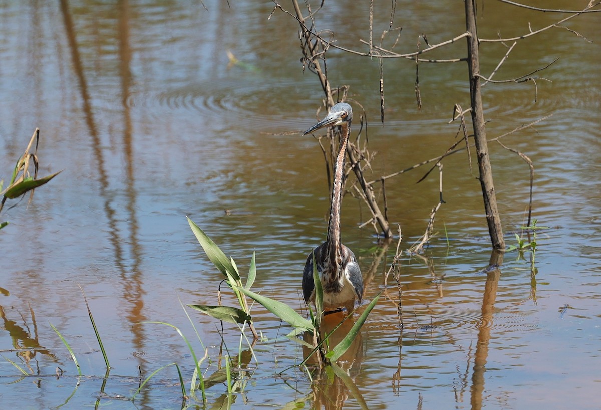 Tricolored Heron - Margareta Wieser