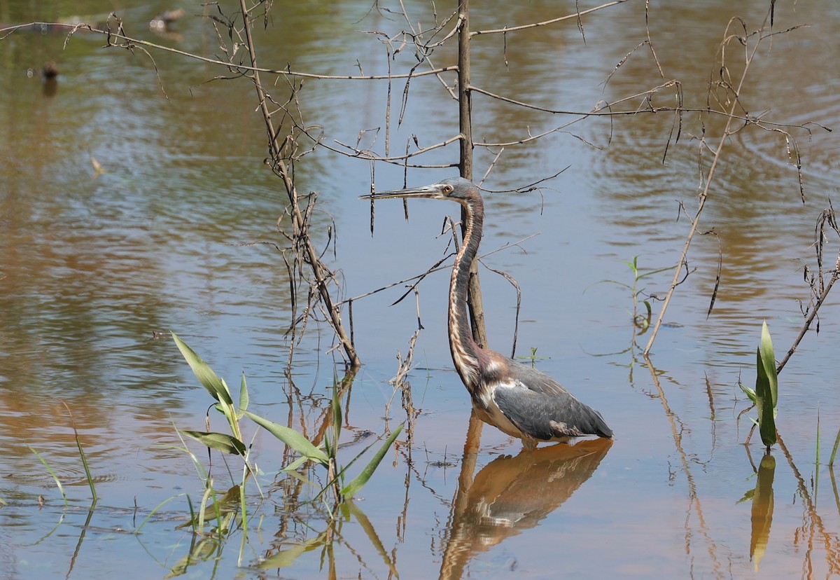 Tricolored Heron - Margareta Wieser