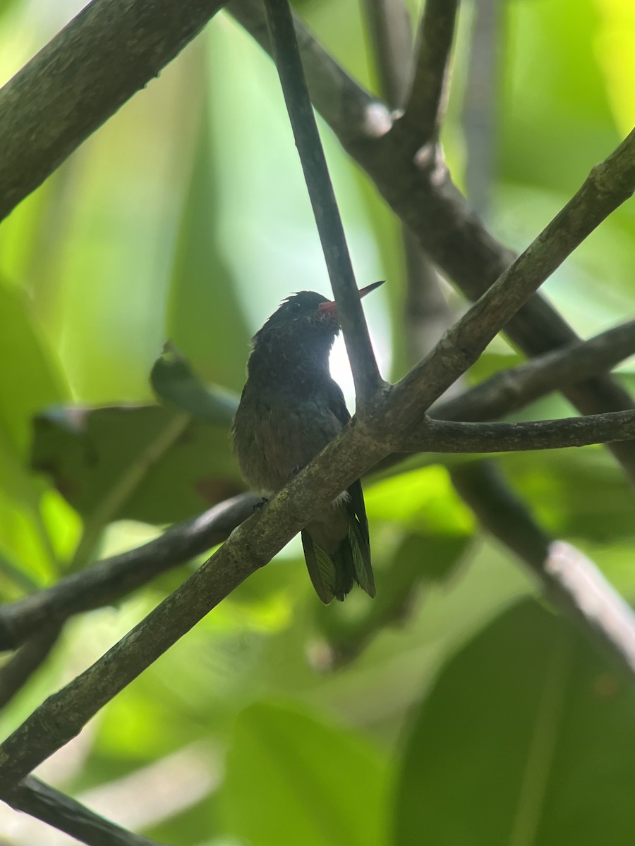 gullhalekolibri - ML619252775