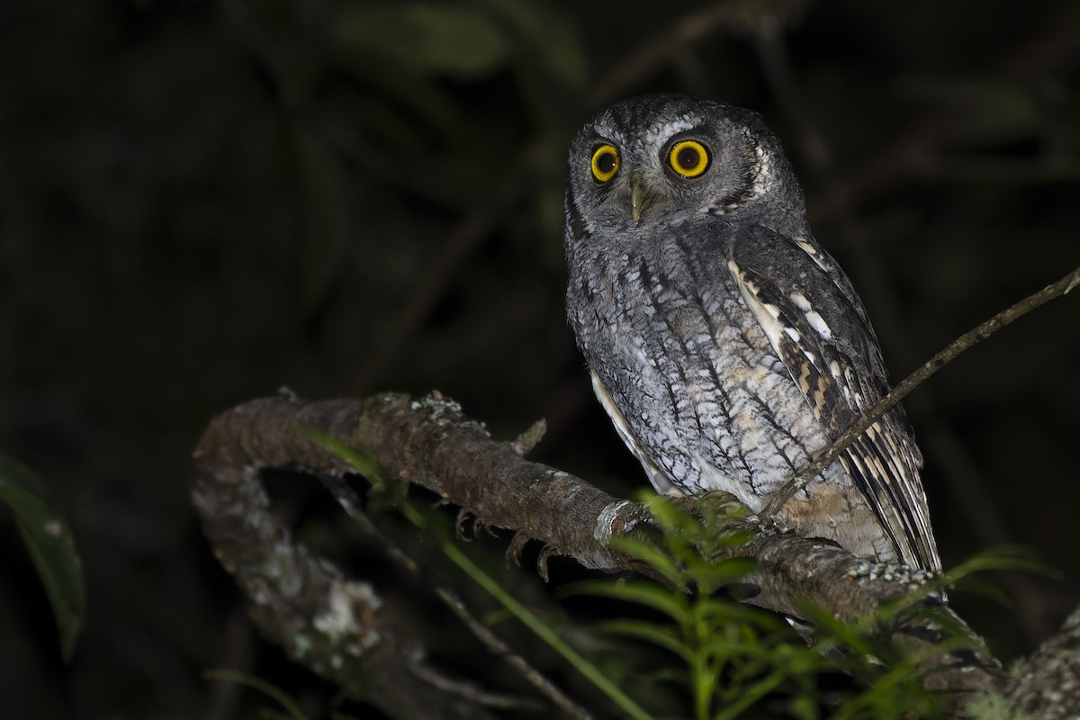 Tropical Screech-Owl - ML619252778