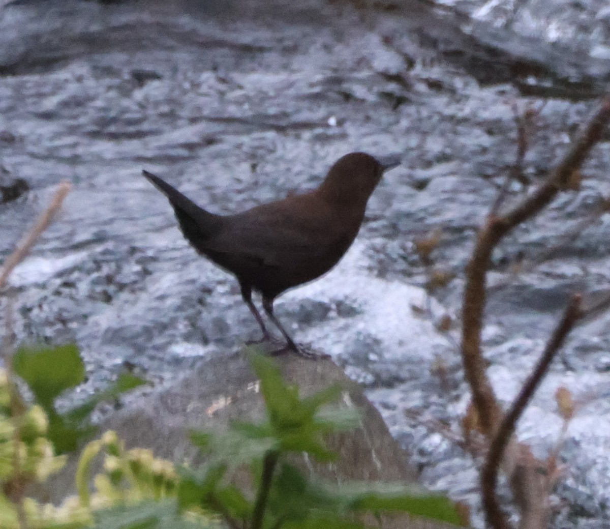 Brown Dipper - ML619252783