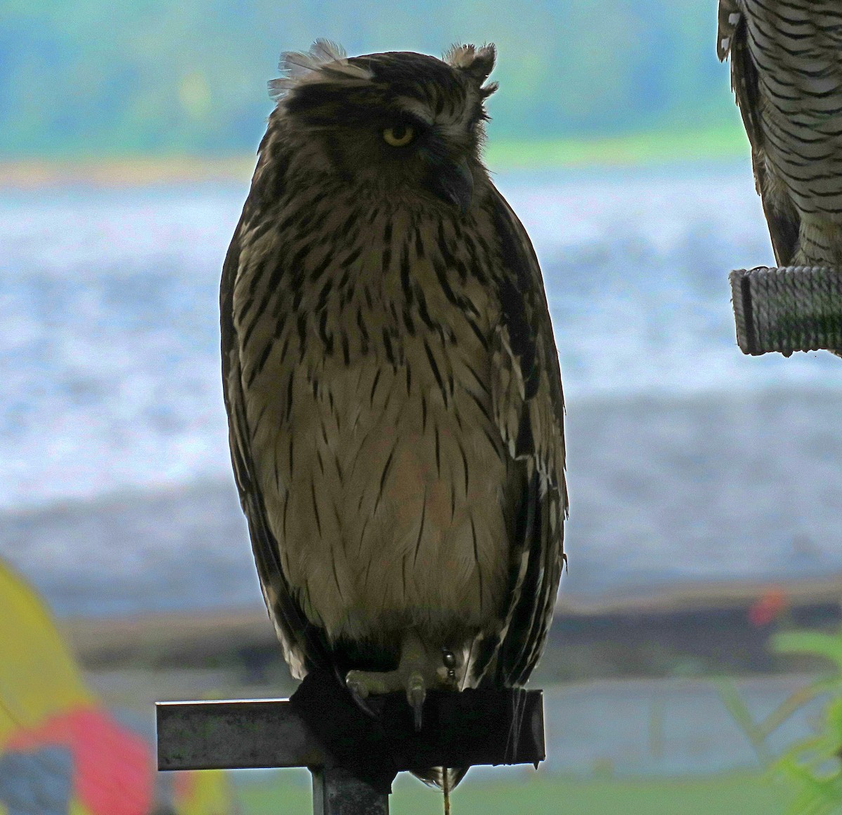 Buffy Fish-Owl - ML619252791