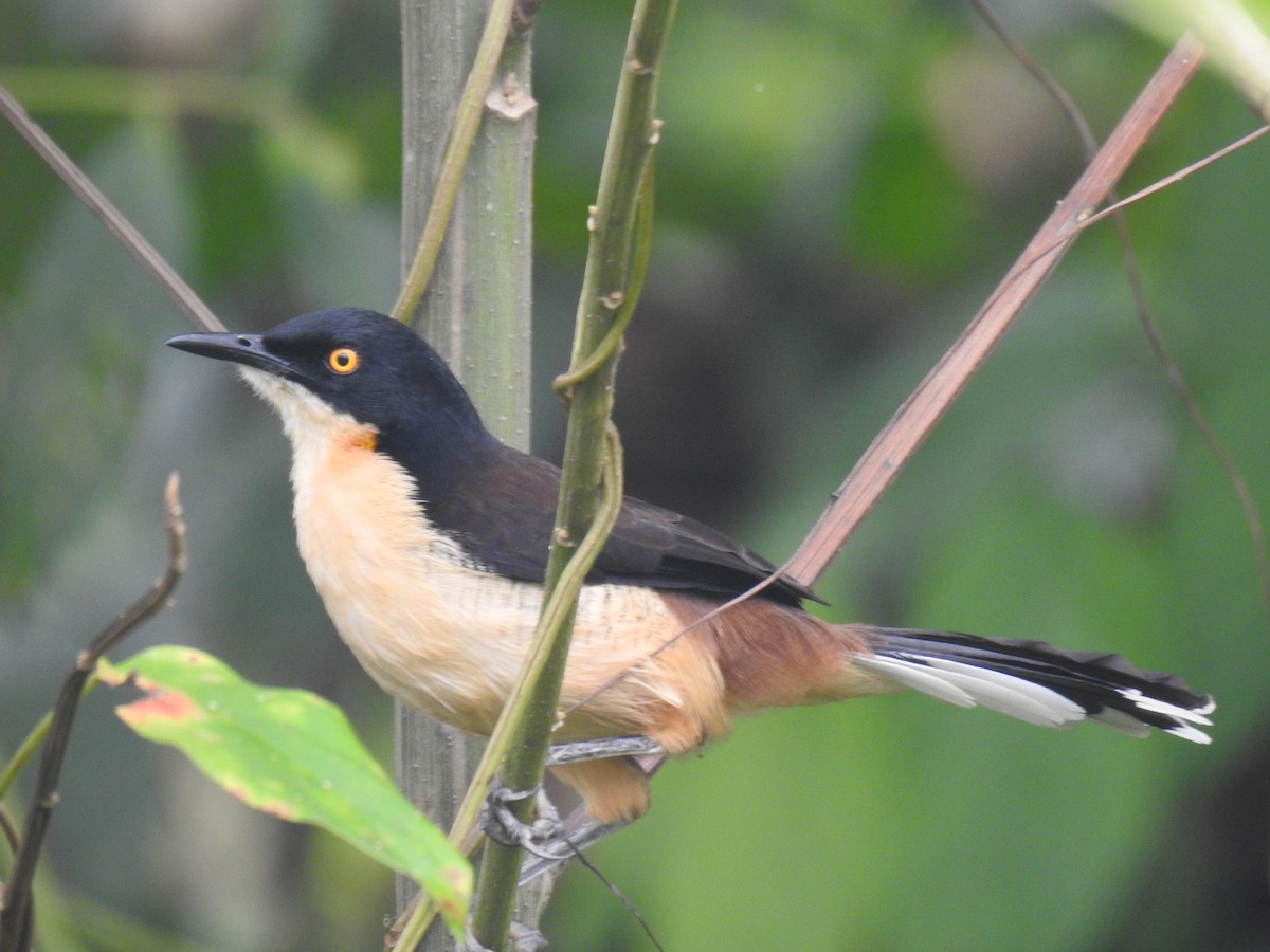 Black-capped Donacobius - Justin Harris