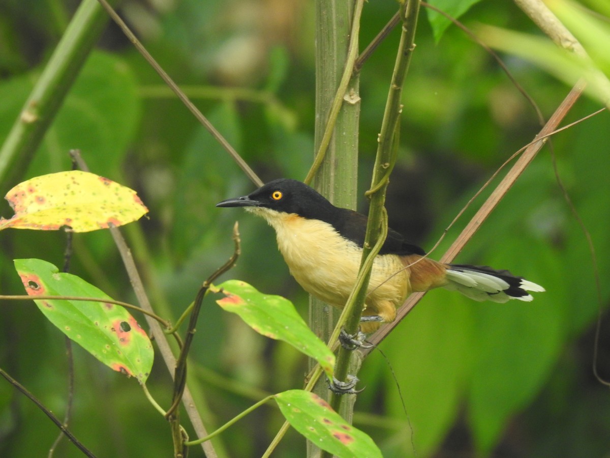 Black-capped Donacobius - Justin Harris