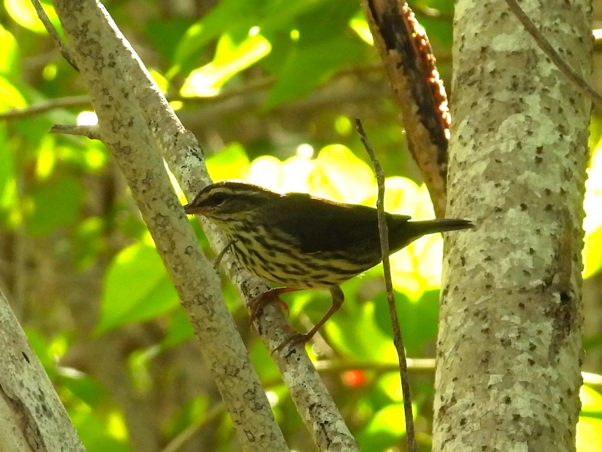 Northern Waterthrush - ML619252827