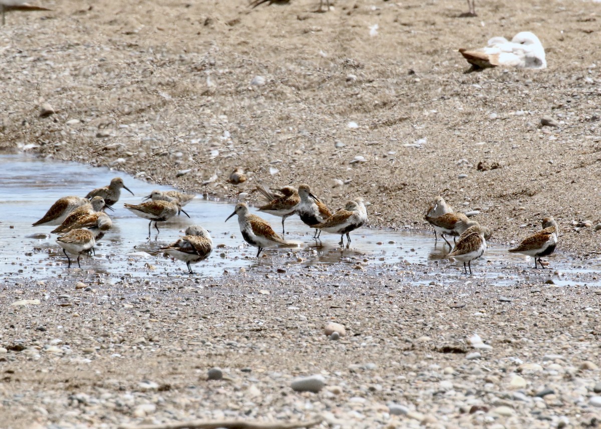 Dunlin - Katrina Moilanen