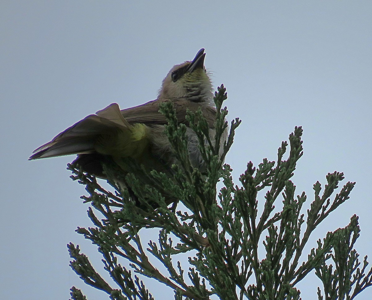 Yellow-vented Bulbul - Joao Freitas