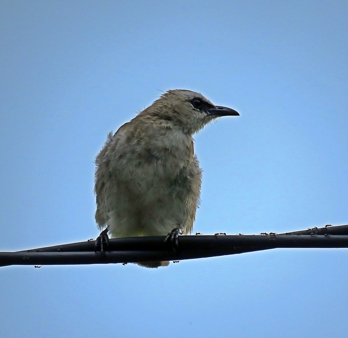 Yellow-vented Bulbul - ML619252830