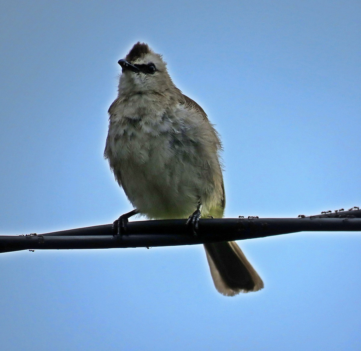 Yellow-vented Bulbul - Joao Freitas