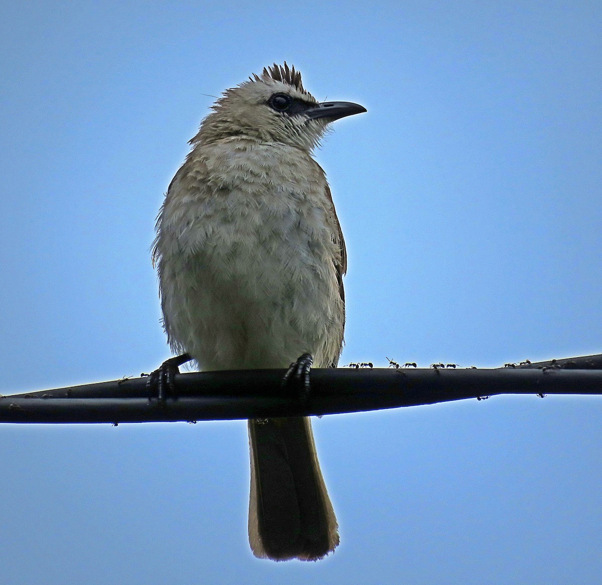 Yellow-vented Bulbul - ML619252832