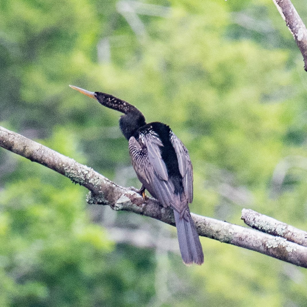 Anhinga - Liling Warren