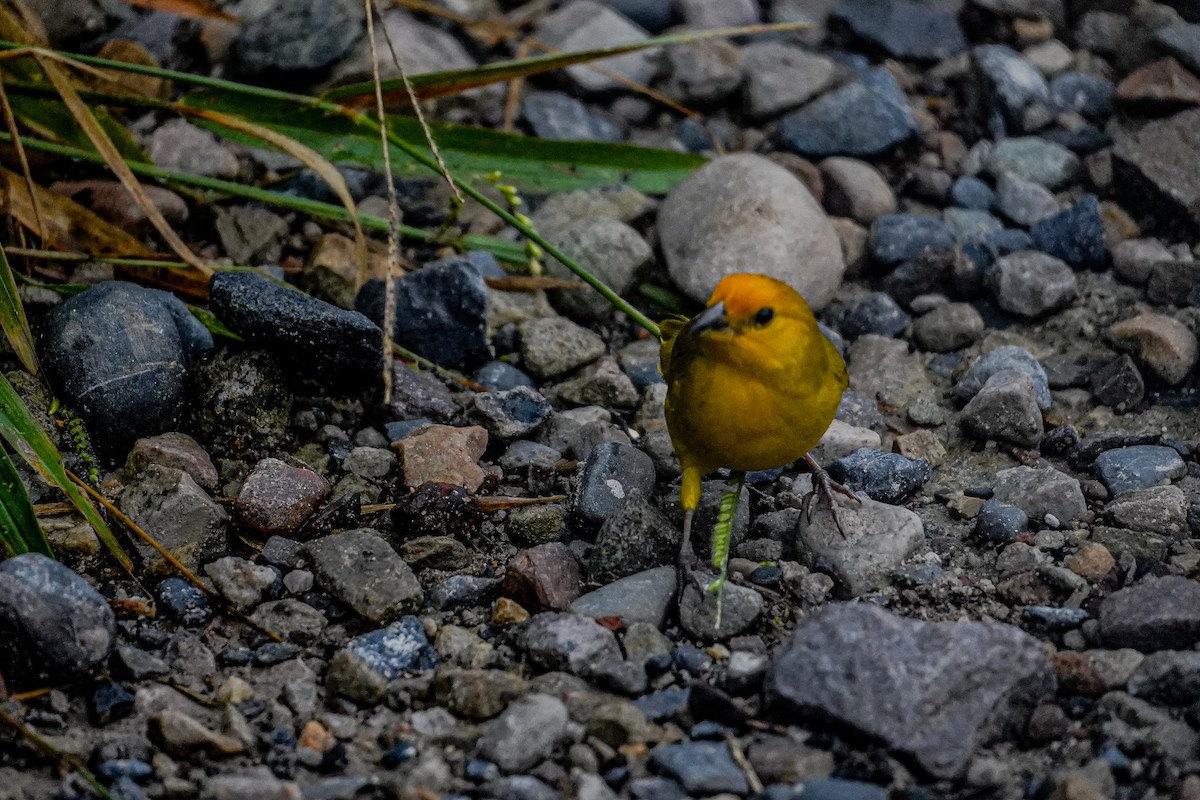 Saffron Finch - Wilson Raul Carreño Velasco