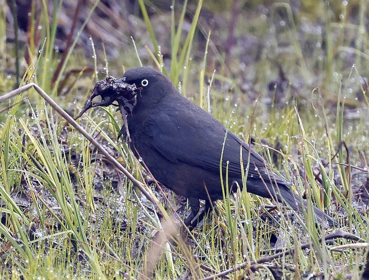 Rusty Blackbird - Charles Fitzpatrick