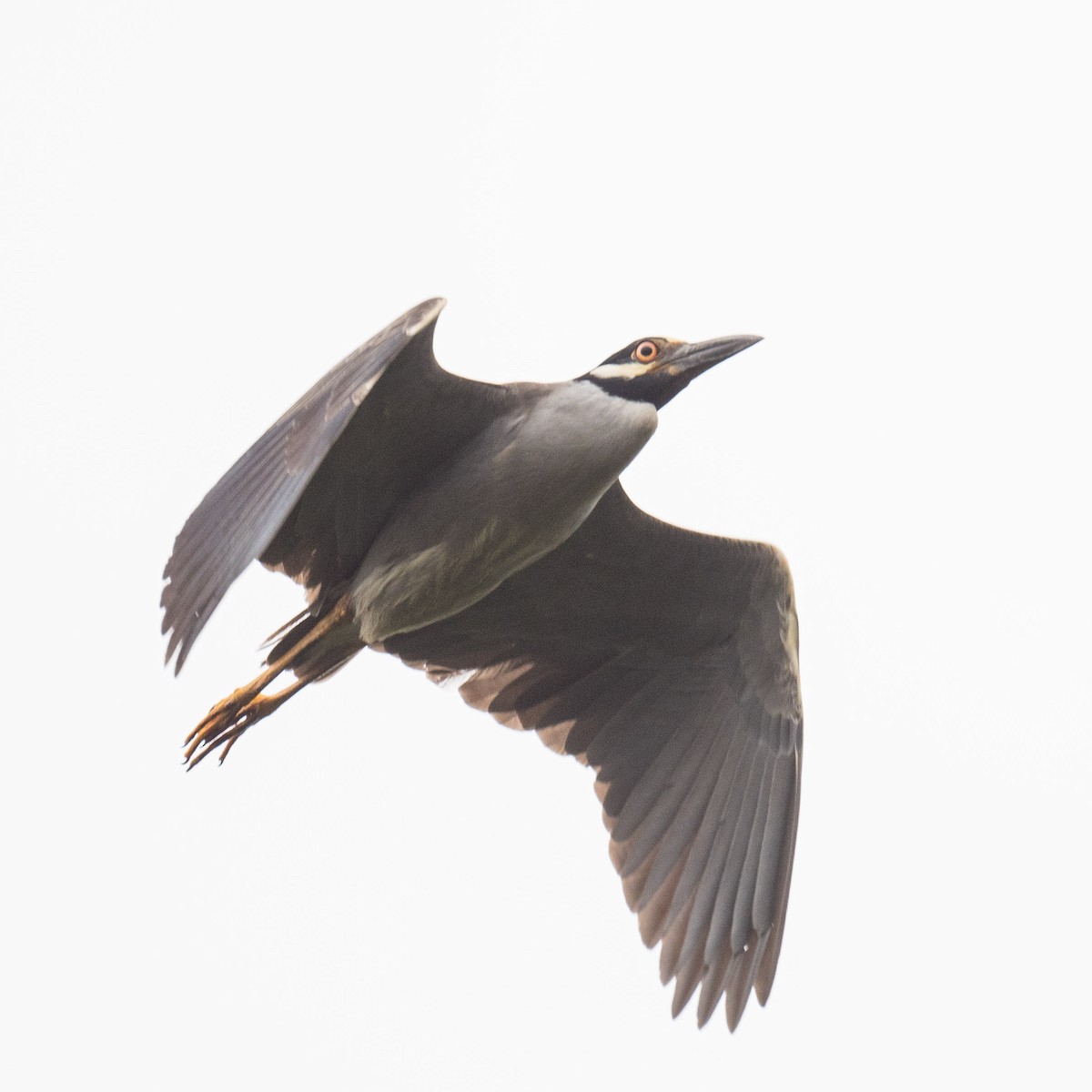 Yellow-crowned Night Heron - Liling Warren