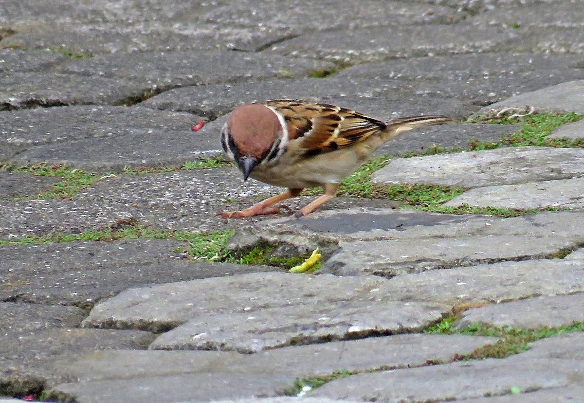 Eurasian Tree Sparrow - ML619252883