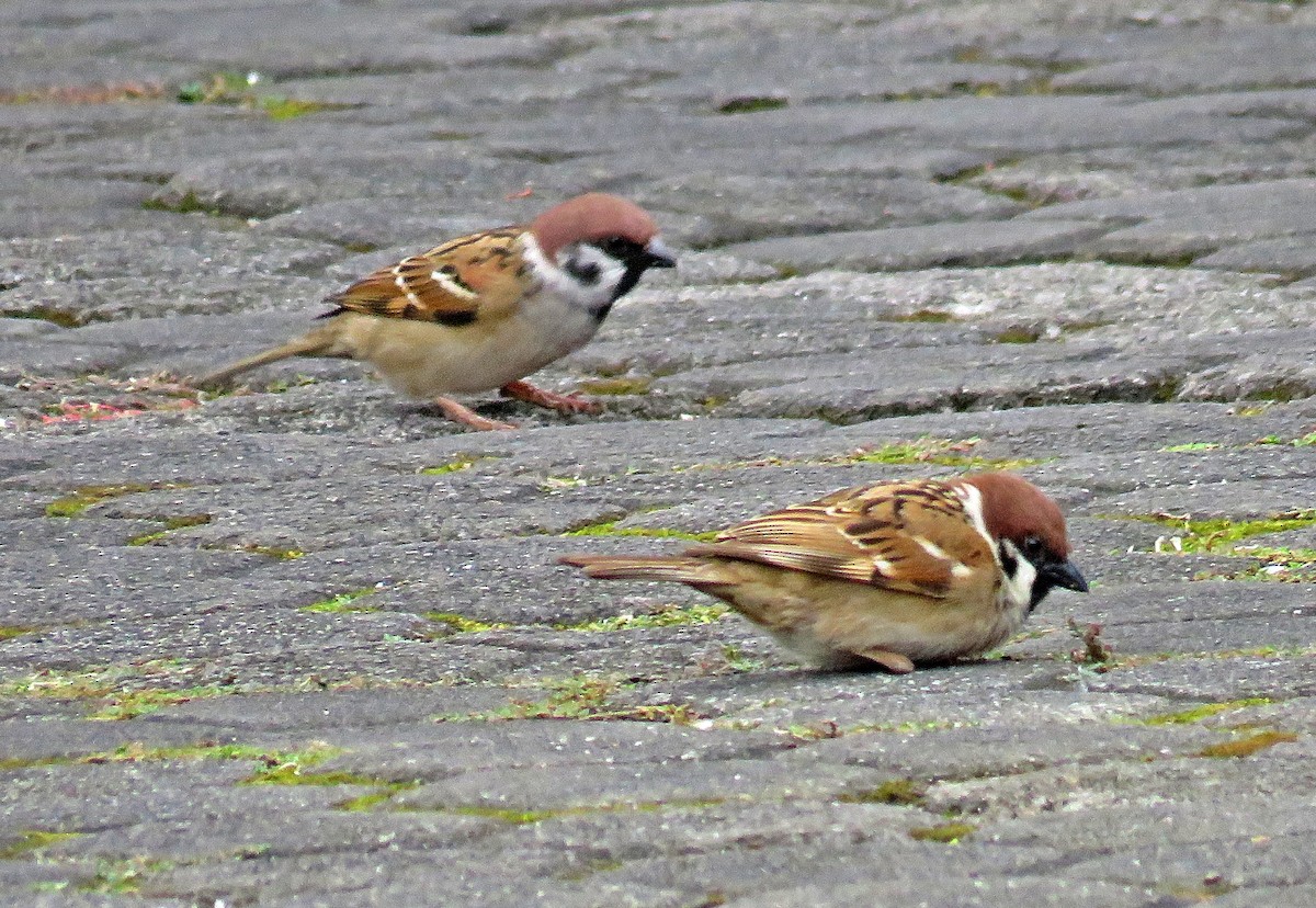 Eurasian Tree Sparrow - ML619252884