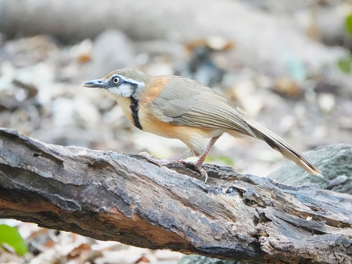 Lesser Necklaced Laughingthrush - Brian Daniels