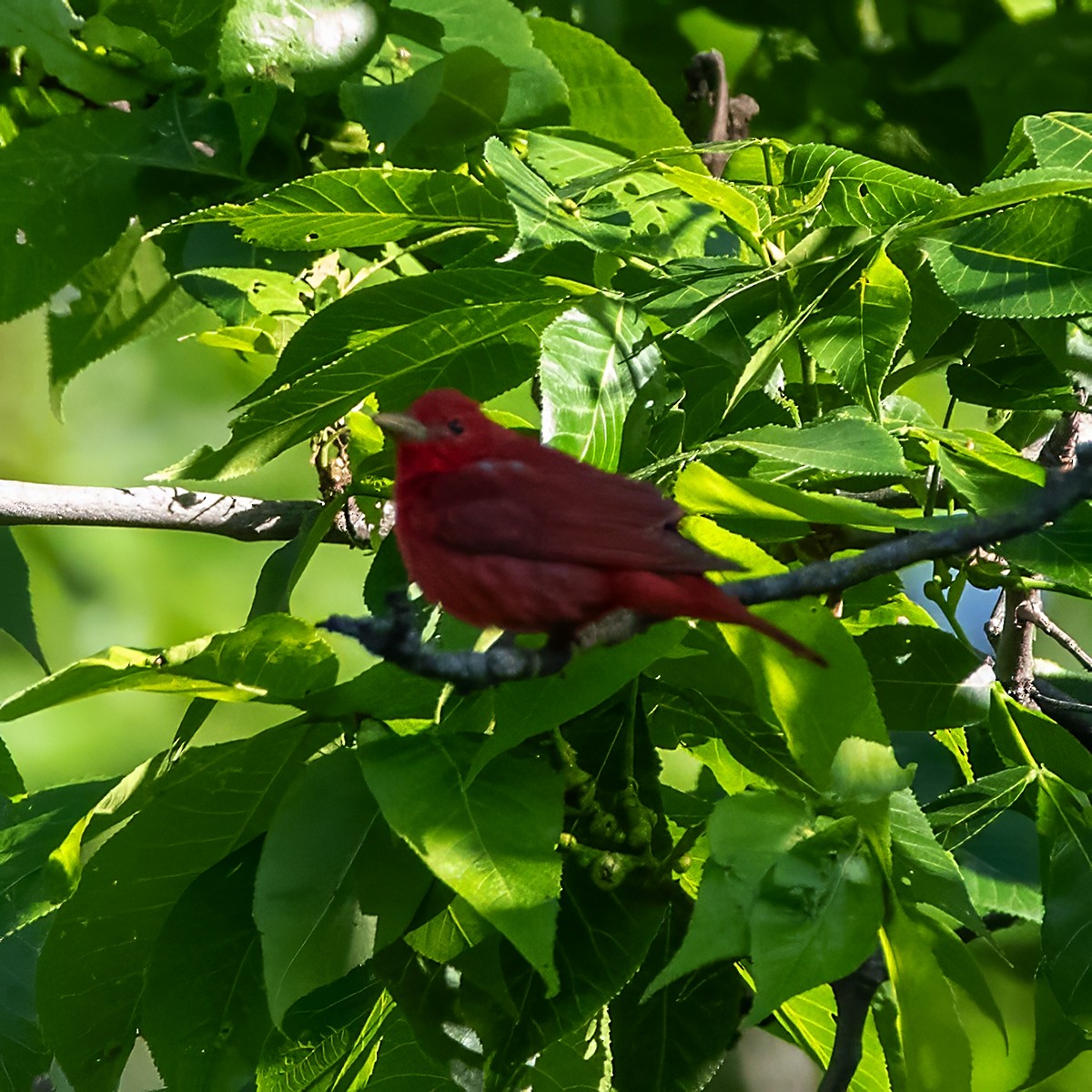 Summer Tanager - Brian Peterson