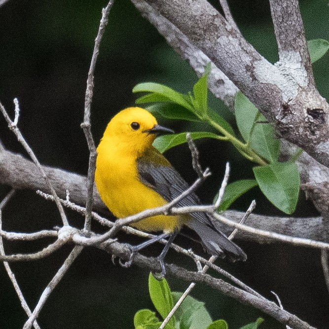 Prothonotary Warbler - Liling Warren