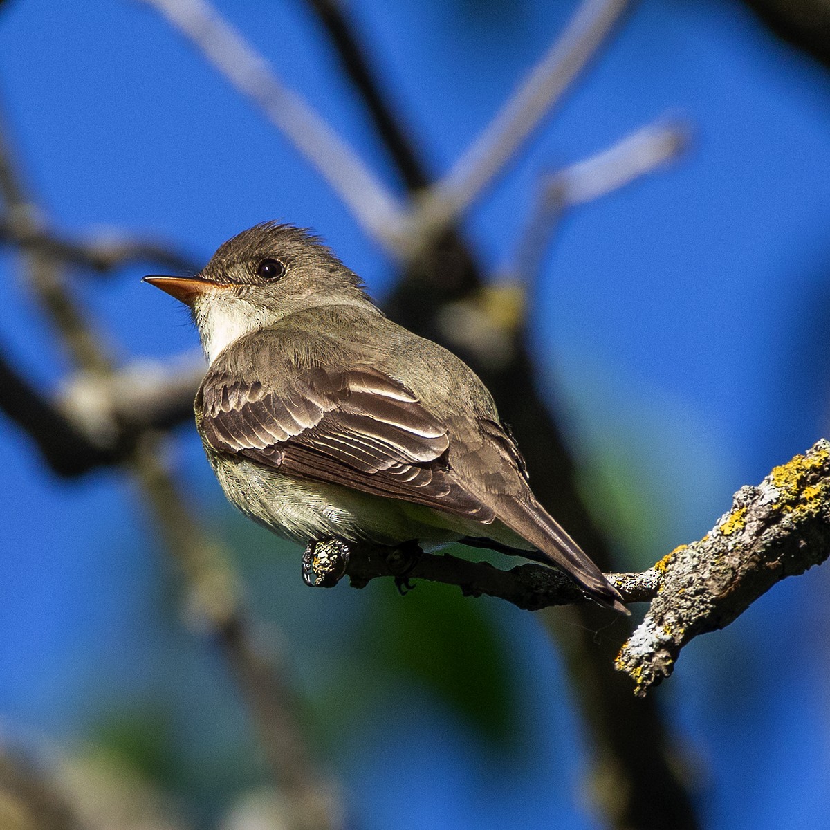 Eastern Wood-Pewee - Brian Peterson