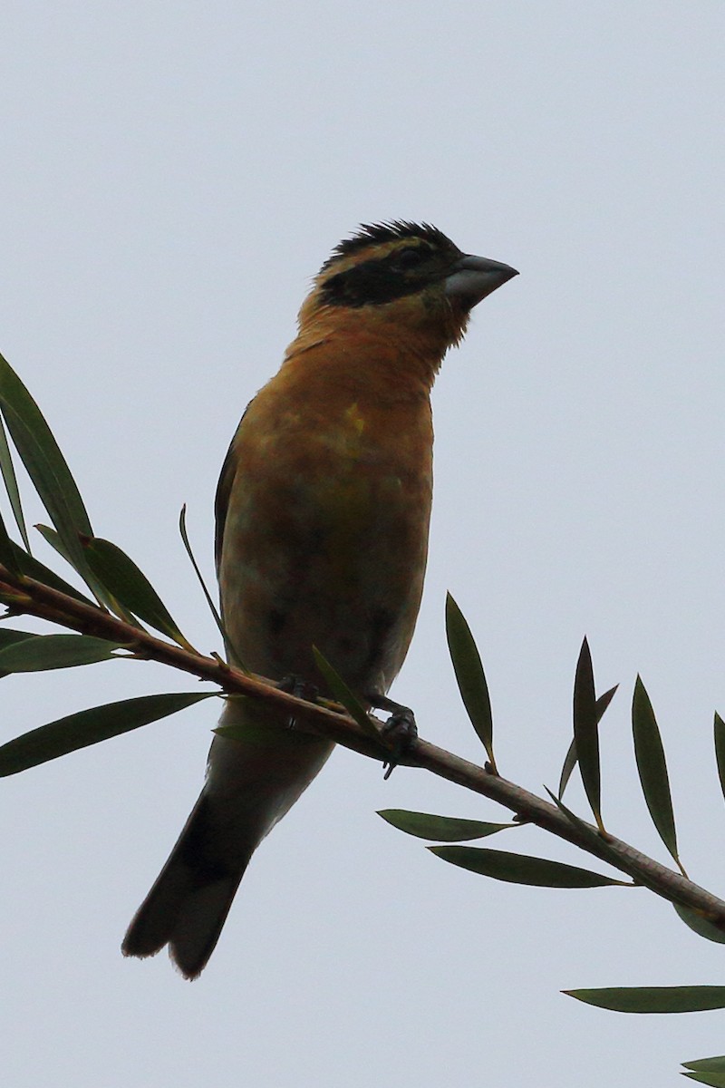 Black-headed Grosbeak - Jeffrey Fenwick