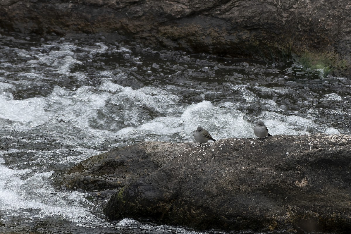 Sooty Tyrannulet - Silvio Montani