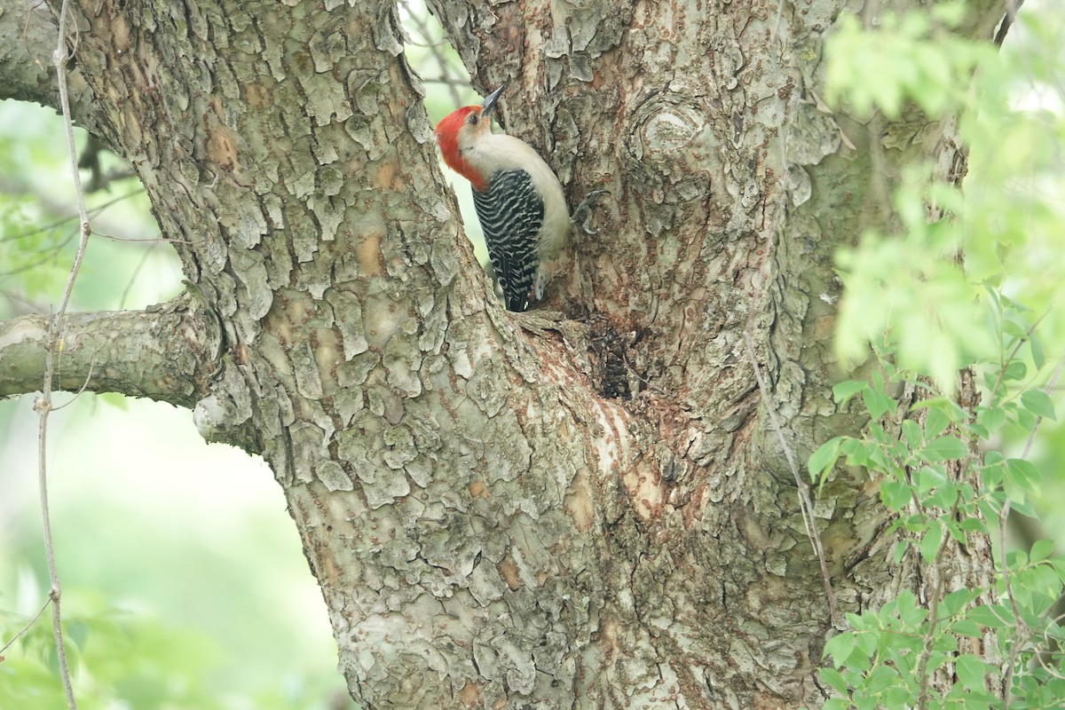 Red-bellied Woodpecker - Lillian Reis