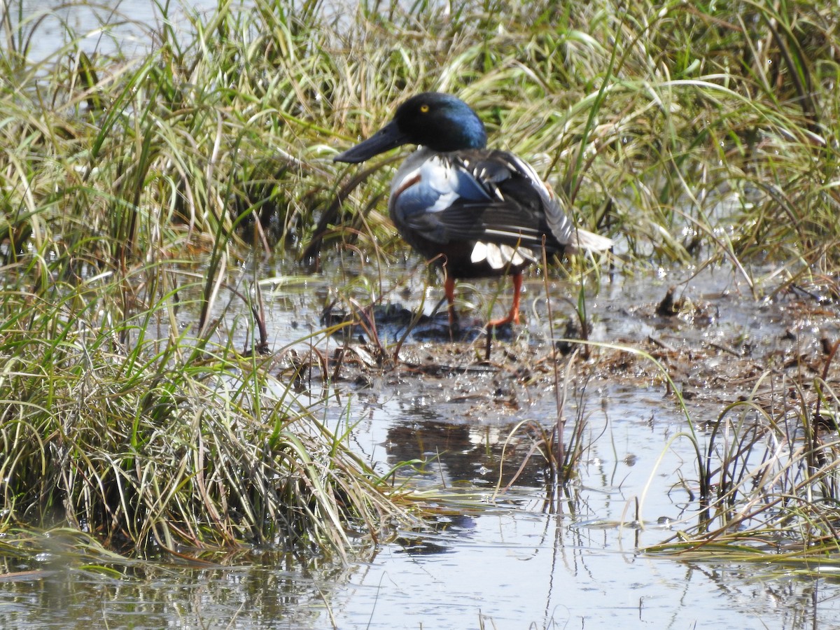 Northern Shoveler - Edith Payette