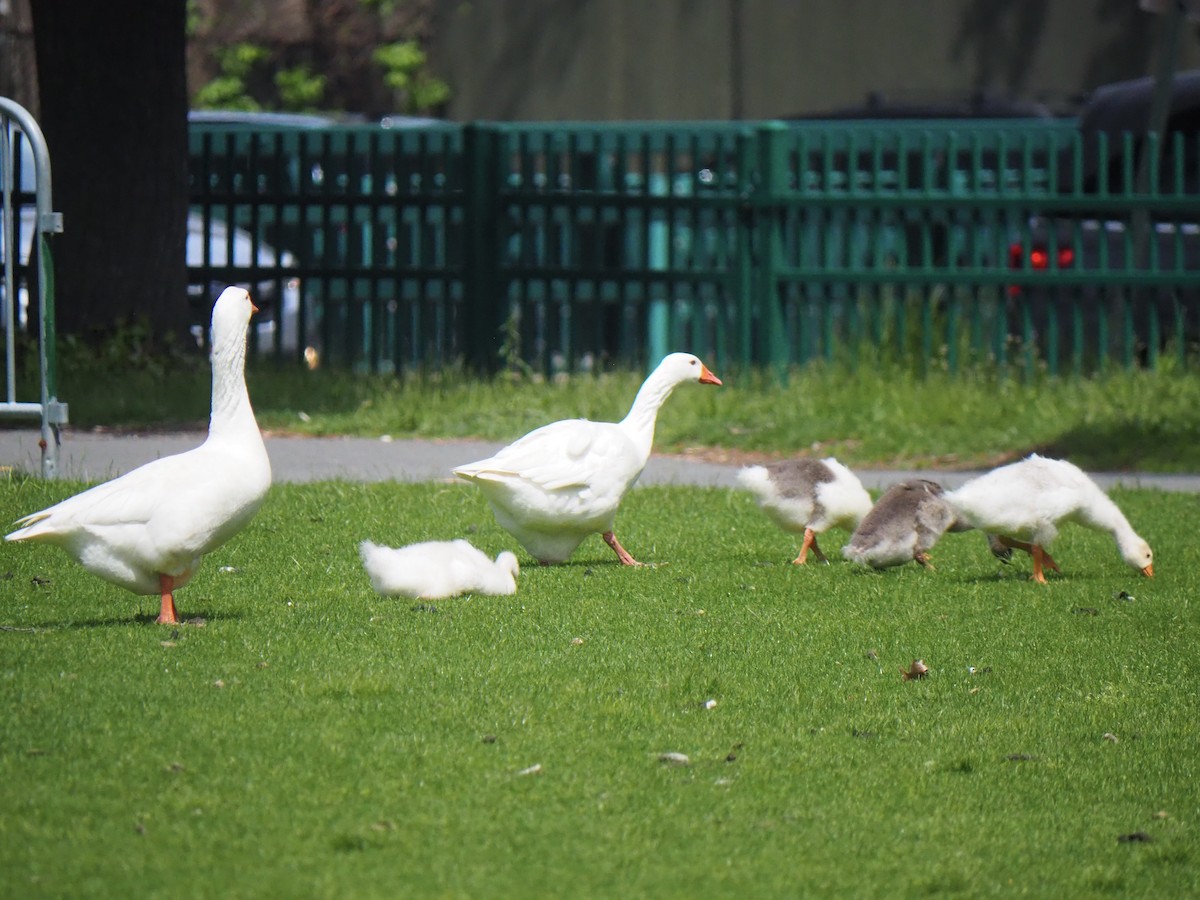 Domestic goose sp. (Domestic type) - ML619252966