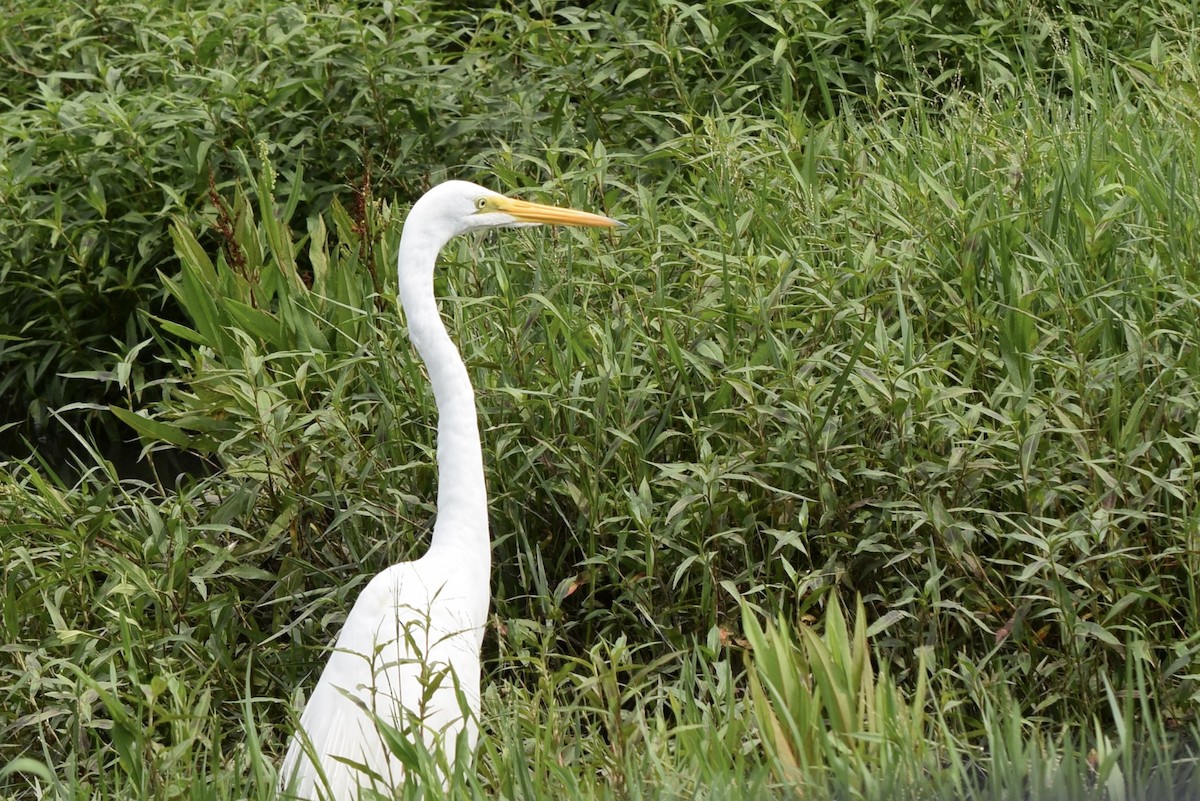 Great Egret - Nancy Price