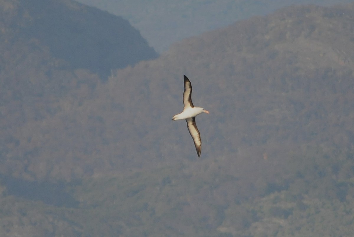 Black-browed Albatross - ML619252989