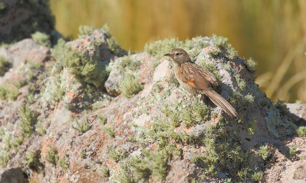 striperyggkurvfugl (sclateri gr.) - ML619252990