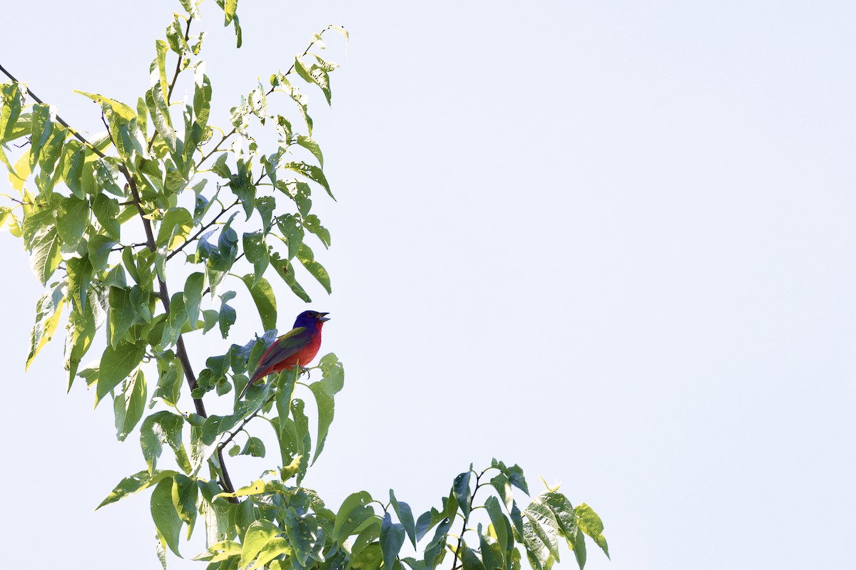Painted Bunting - Zach L