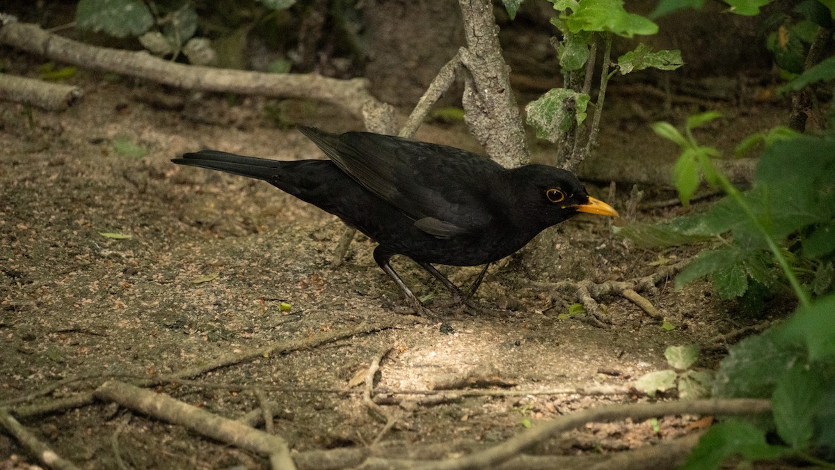 Eurasian Blackbird - Kalin Popov