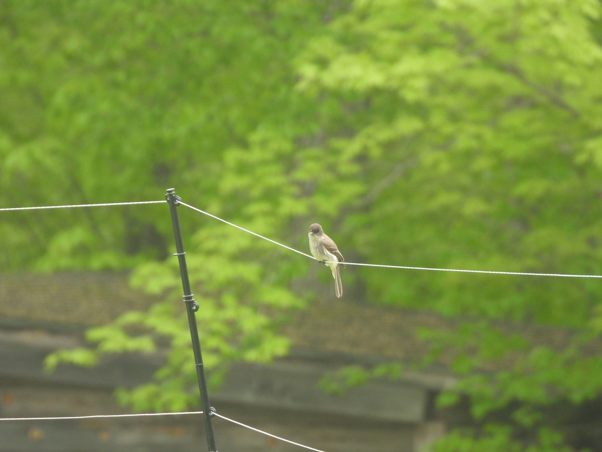 Eastern Phoebe - Donna Millar