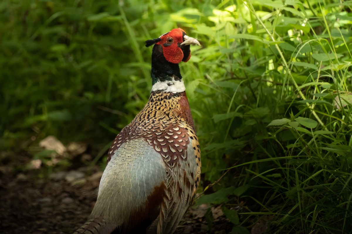 Ring-necked Pheasant - Kalin Popov