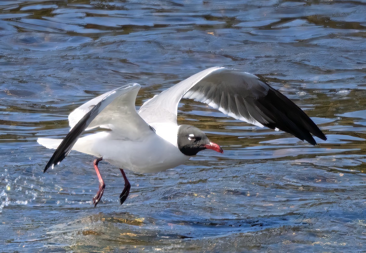 Laughing Gull - Alison Mews